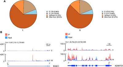 Characterization of N6-Methyladenosine in Domesticated Yak Testes Before and After Sexual Maturity